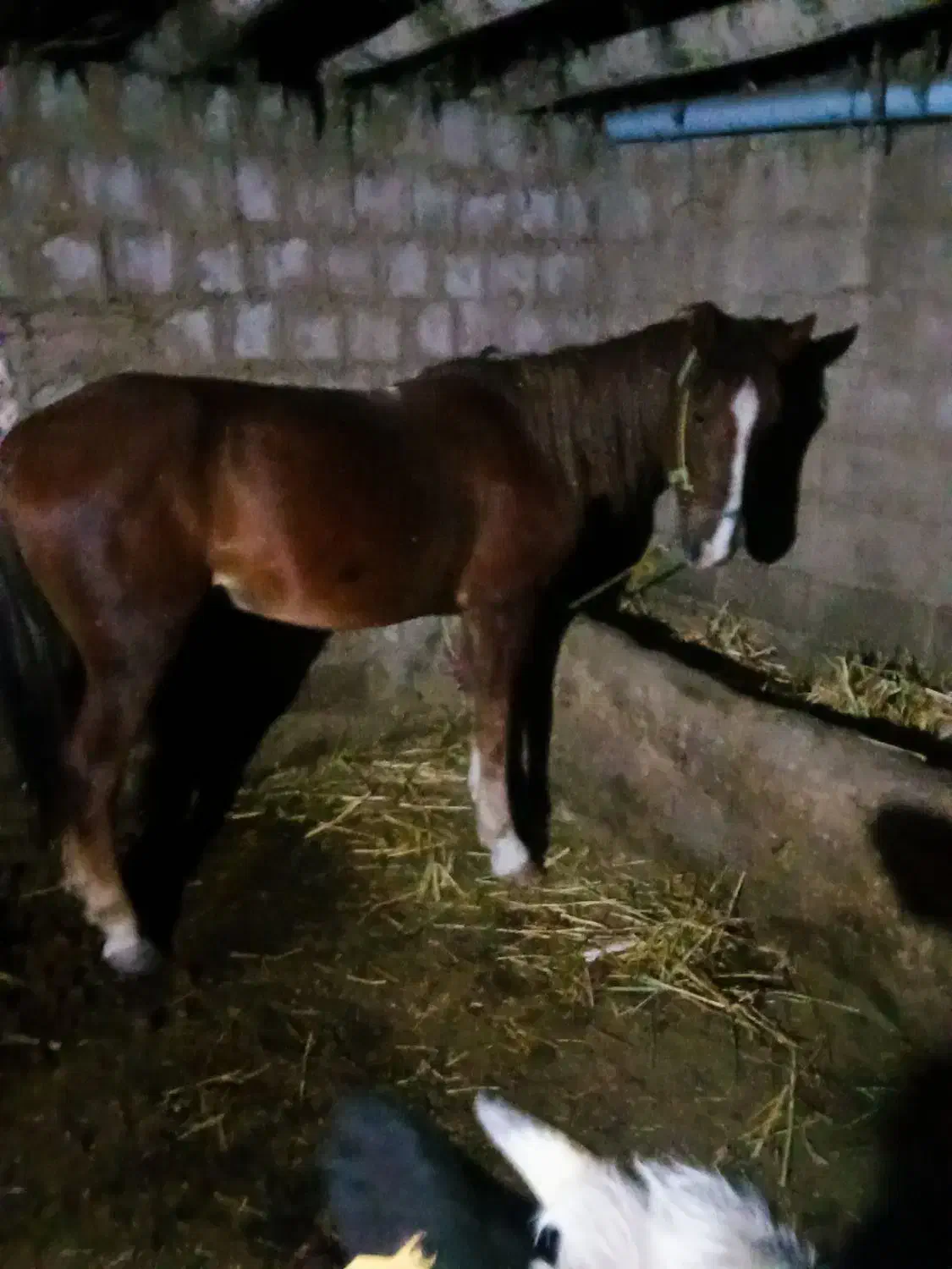 اسب قدبلندجوان|اسب و تجهیزات اسب‌سواری|ارومیه, |دیوار