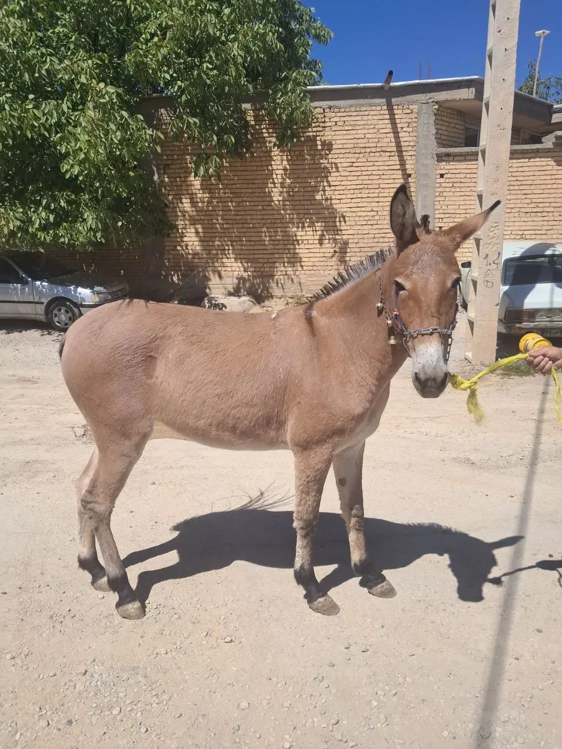 قاطر قودو|حیوانات مزرعه|لاران, |دیوار