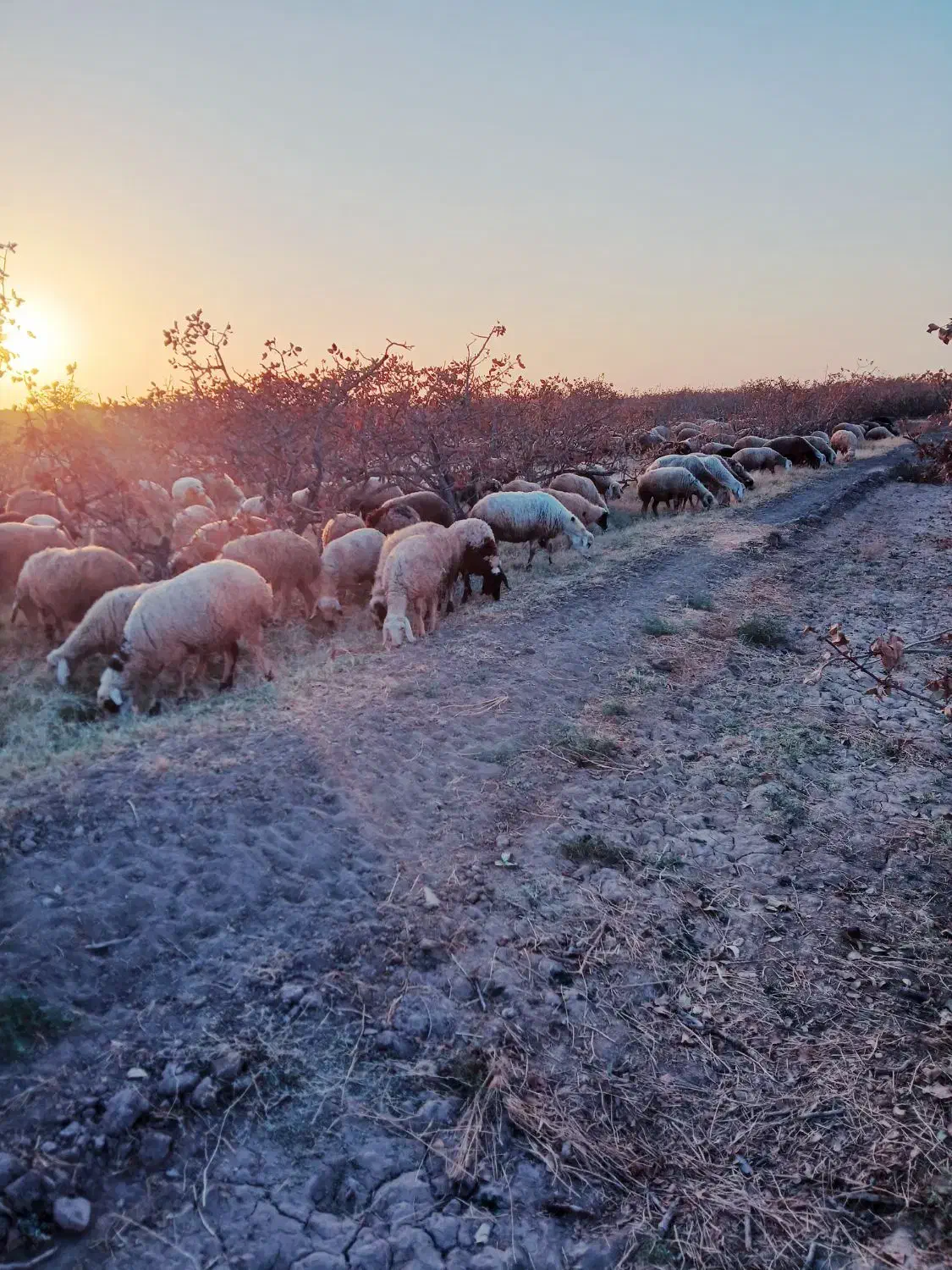 بره|حیوانات مزرعه|رفسنجان, |دیوار