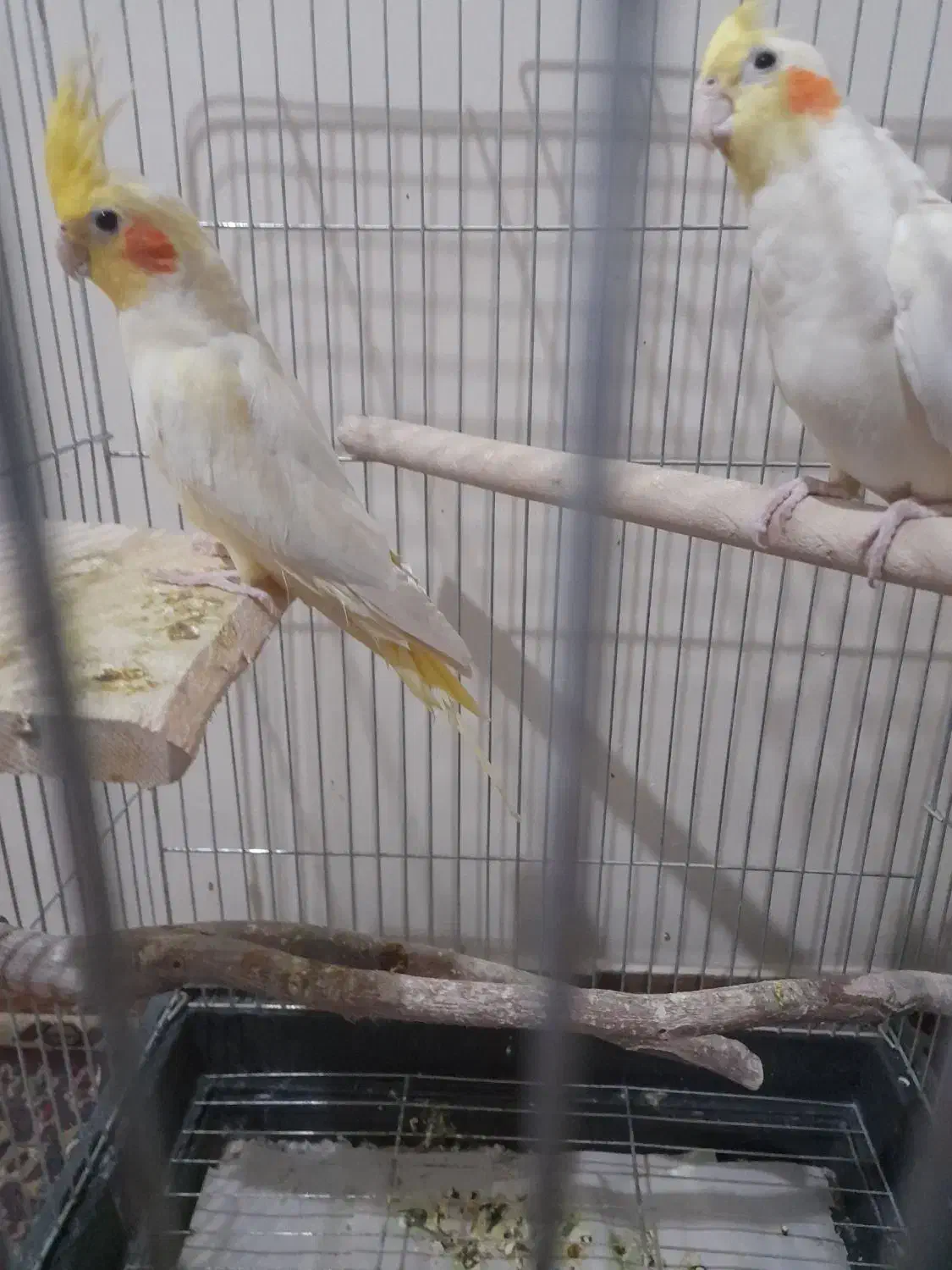 عروس هلندی|پرنده|پاکدشت, پاکدشت (مامازند)|دیوار