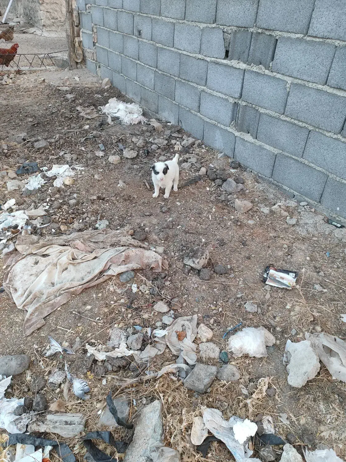 توله|سگ|کبودرآهنگ, |دیوار