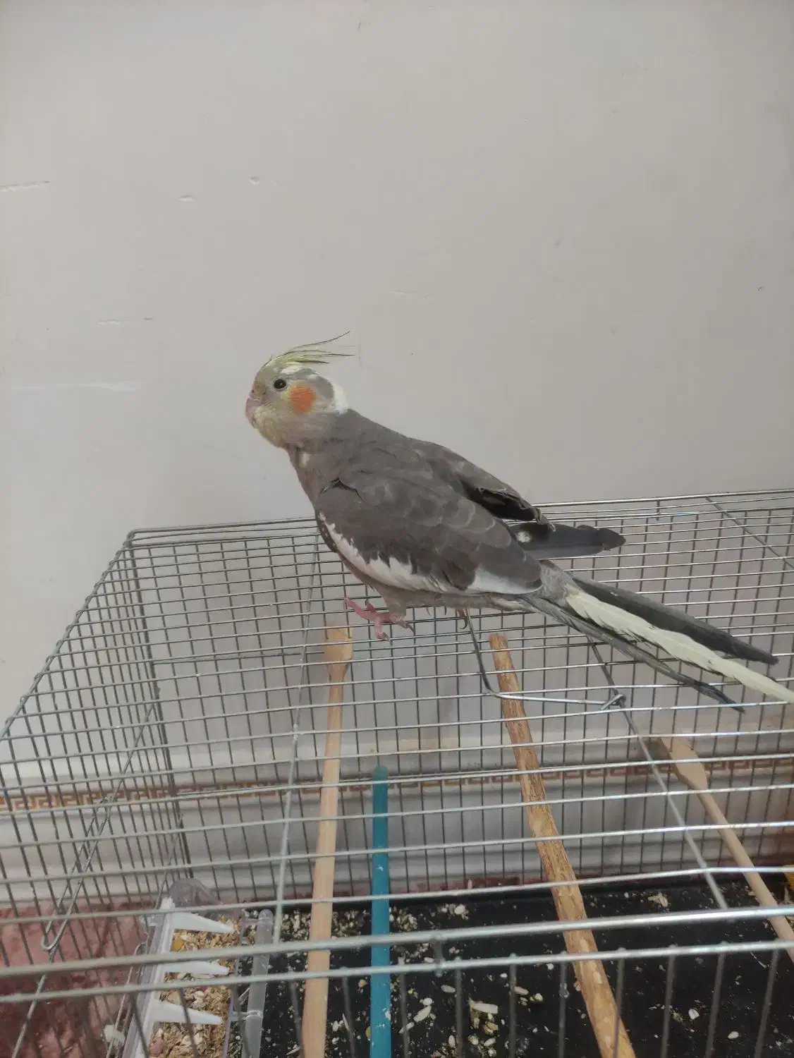 عروس هلندی ماده سخنگو|پرنده|شوش, |دیوار