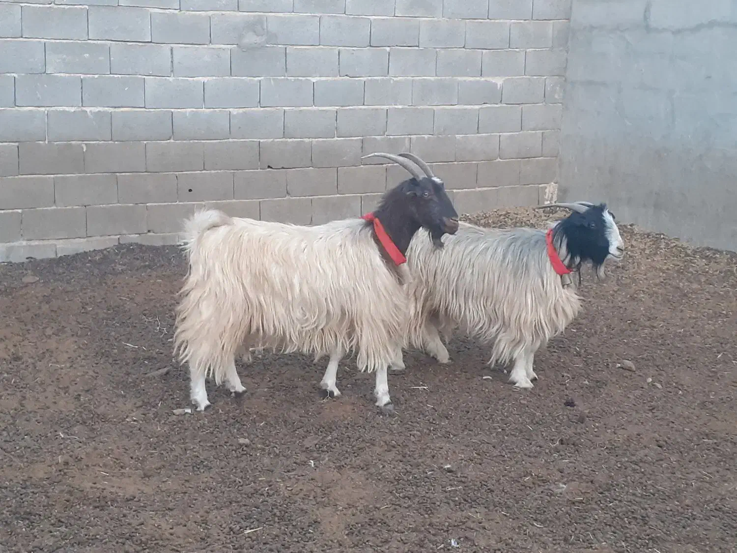 بز ترکی روزگاری،میش،بره،بزغاله|حیوانات مزرعه|مبارکه, |دیوار