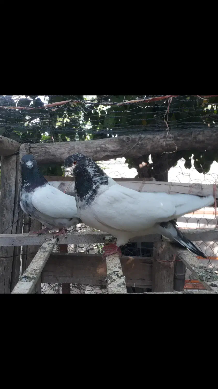 کله دم سبز|پرنده|رزن, |دیوار