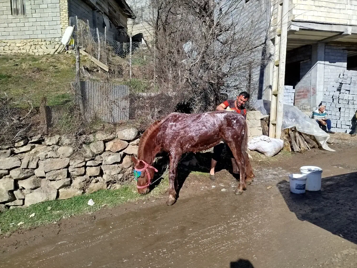 فروشی فقط فقط|حیوانات مزرعه|کلاردشت, |دیوار