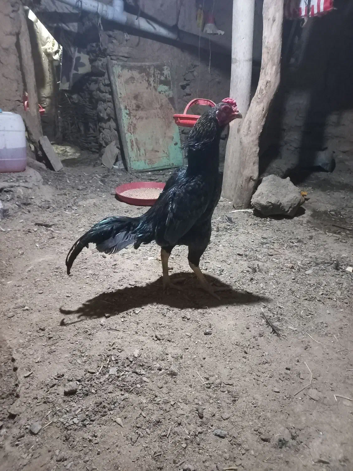 خروس اوشامو|حیوانات مزرعه|مریوان, |دیوار