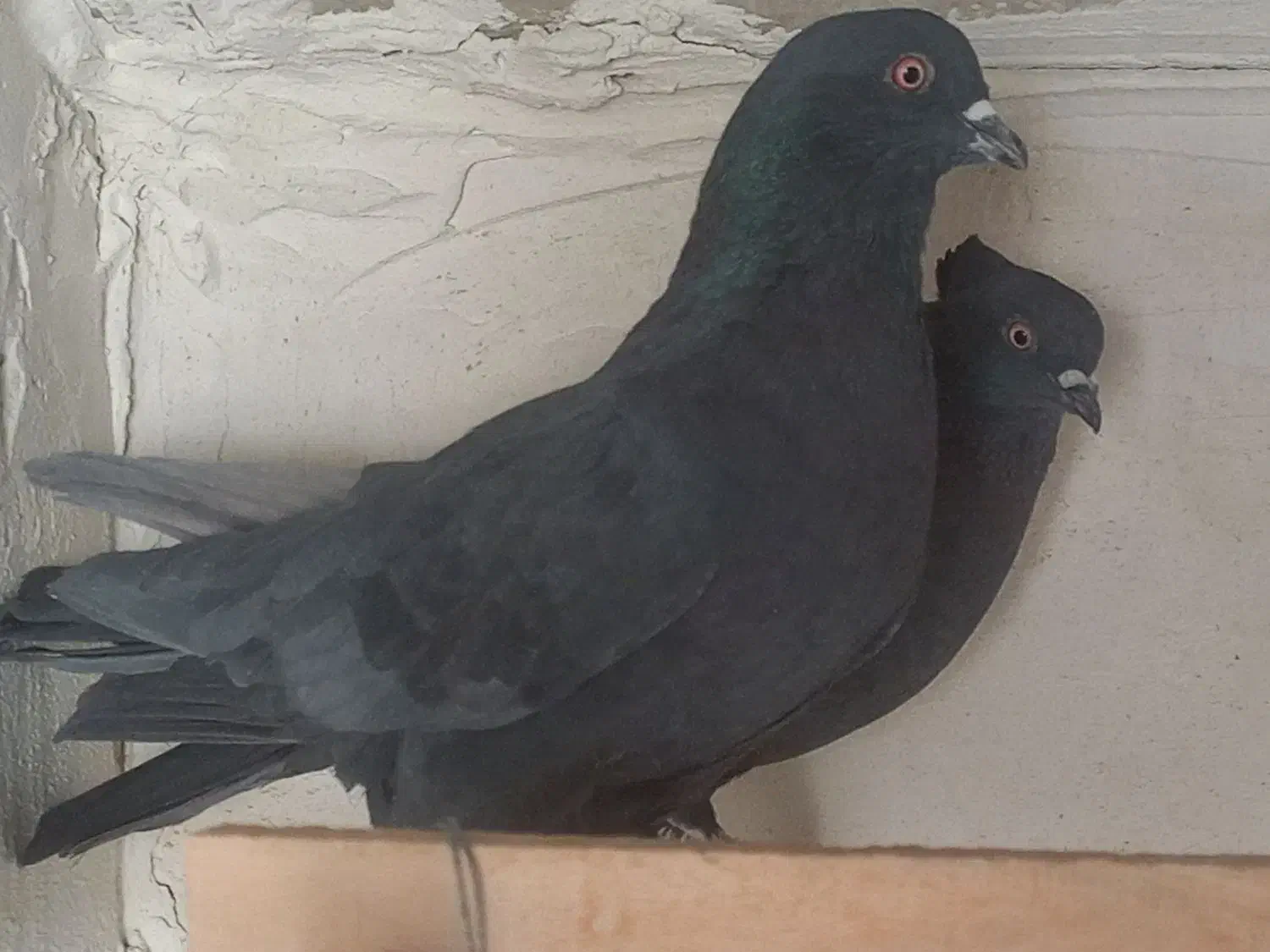 کبوتر پرشی|پرنده|آران و بیدگل, |دیوار