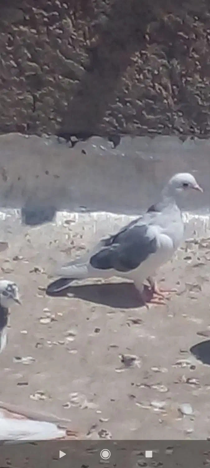 کبوتر مومن اباد|پرنده|ازنا, |دیوار