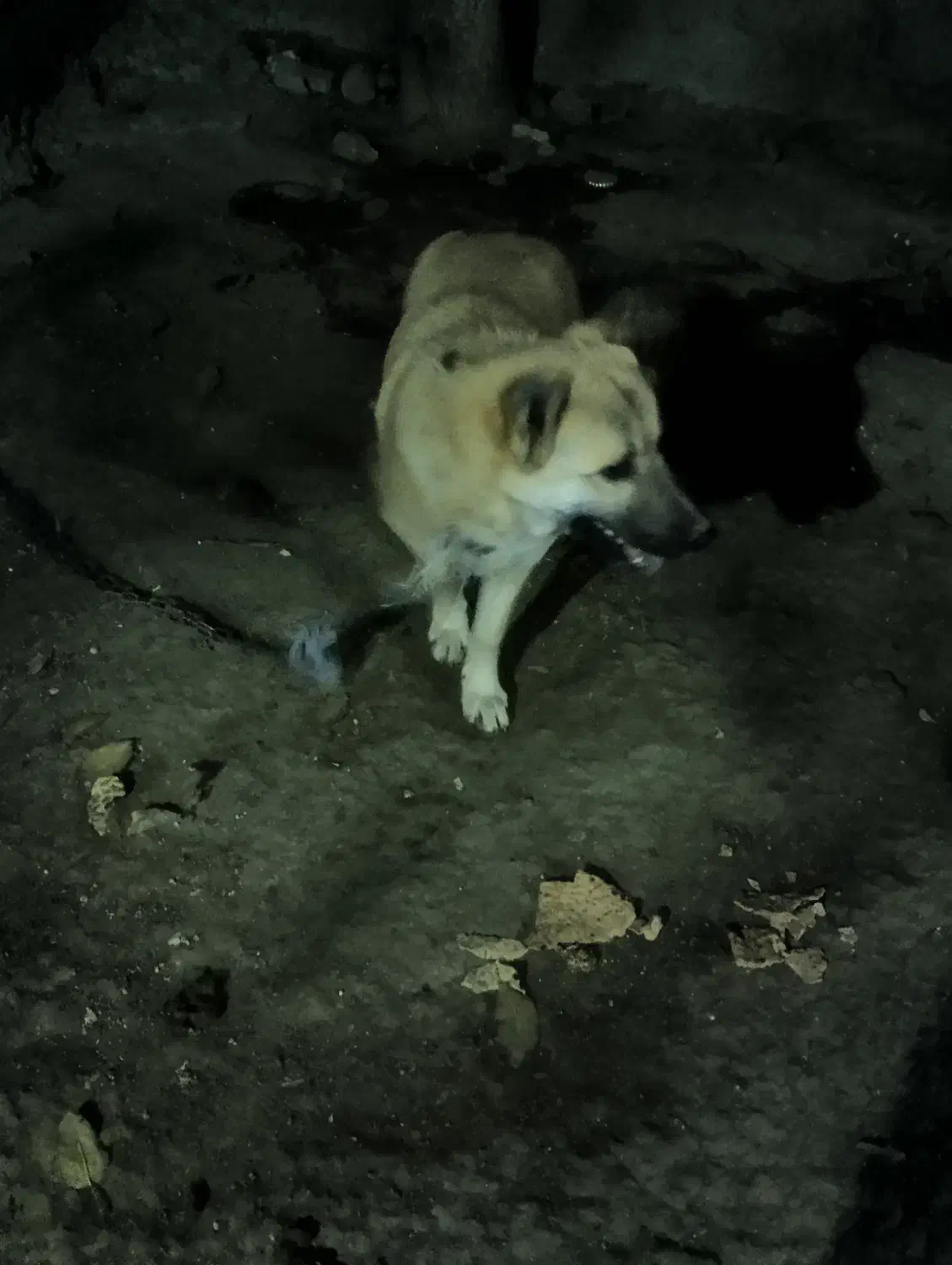 توله 5ماهه سرابی اصل نر|سگ|سرعین, |دیوار