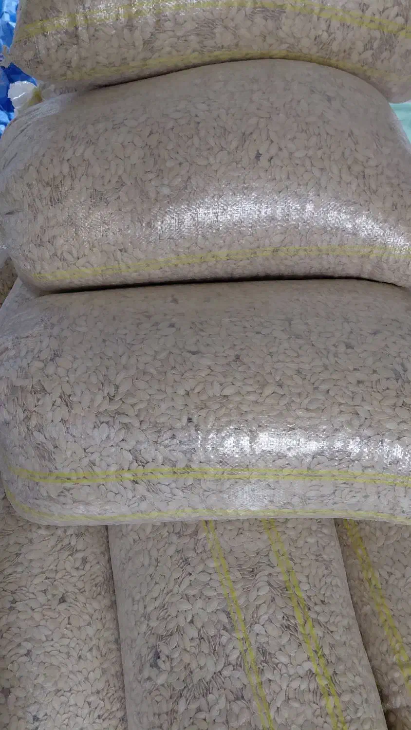 تخمه کدو|عمده‌فروشی|اقلید, |دیوار