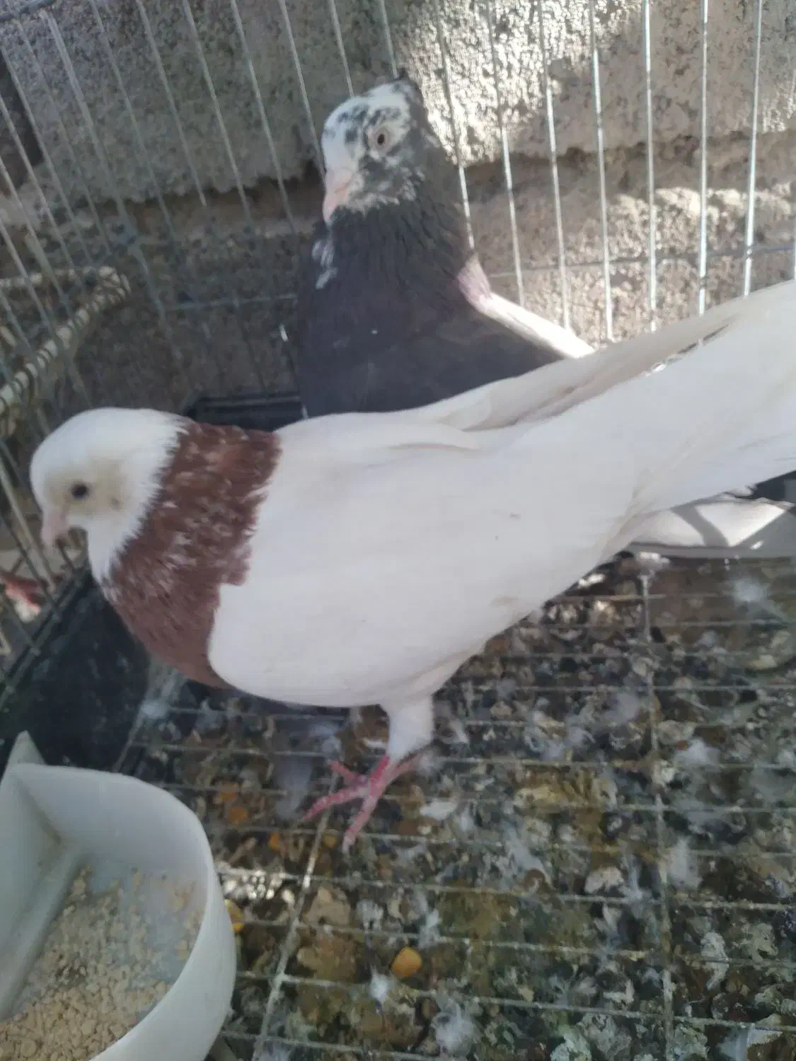 کبوتر دستی|پرنده|جیرفت, |دیوار