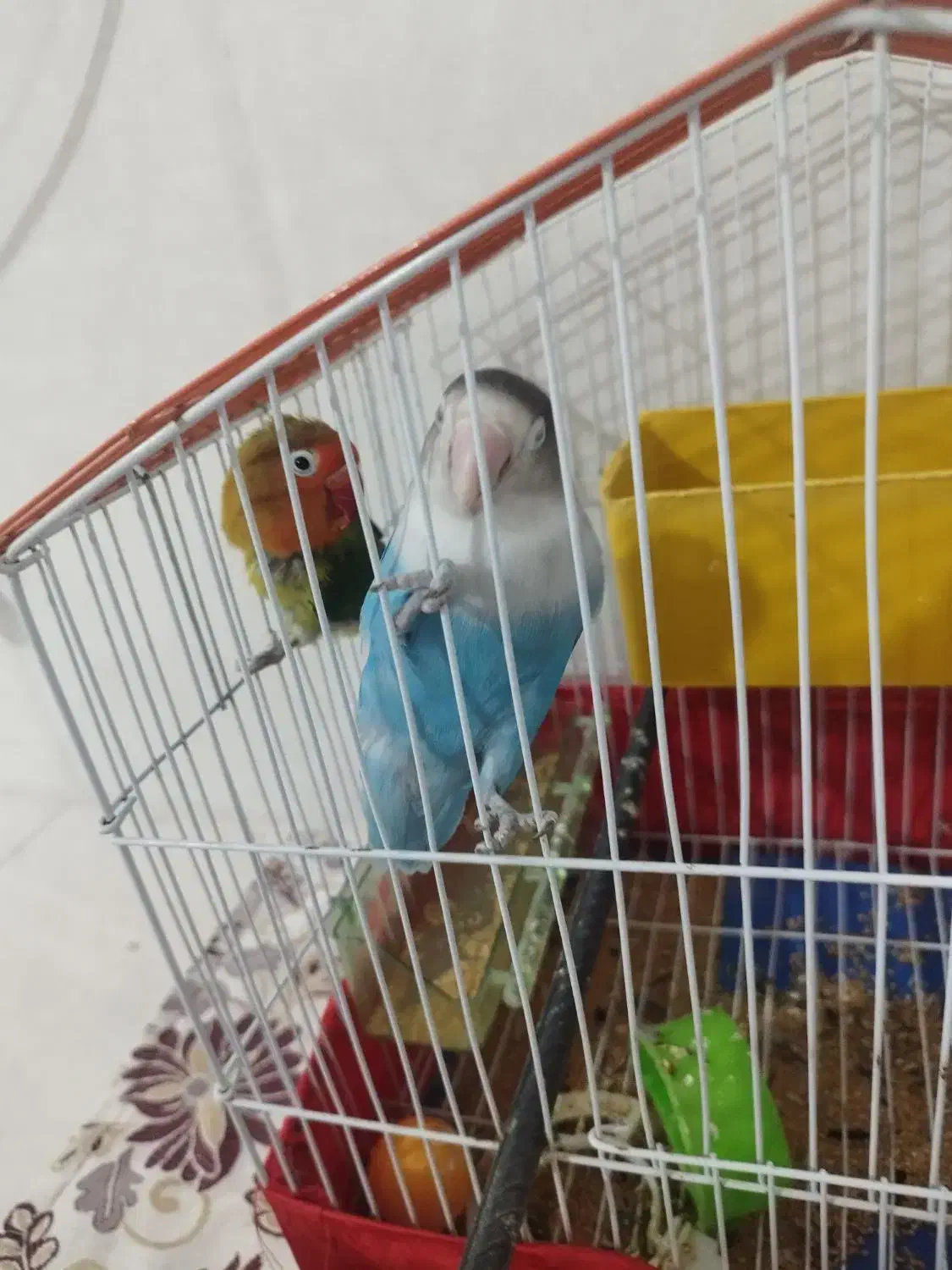 طوطی برزیلی|پرنده|جلفا, |دیوار