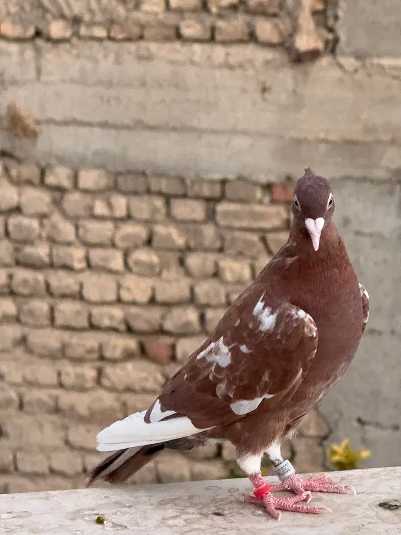کفتر کارل میوملنز کاکل وارداتی|پرنده|شیراز, گلستان|دیوار