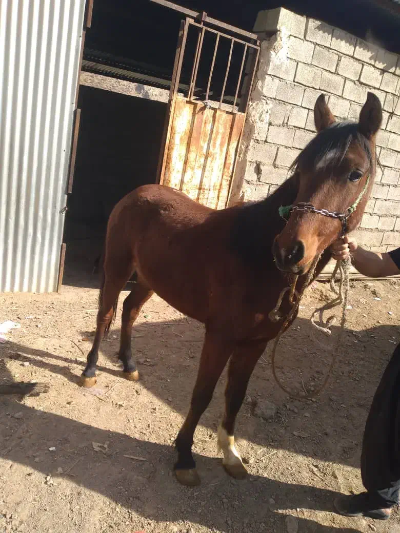 کره اسب|اسب و تجهیزات اسب‌سواری|بروجرد, |دیوار