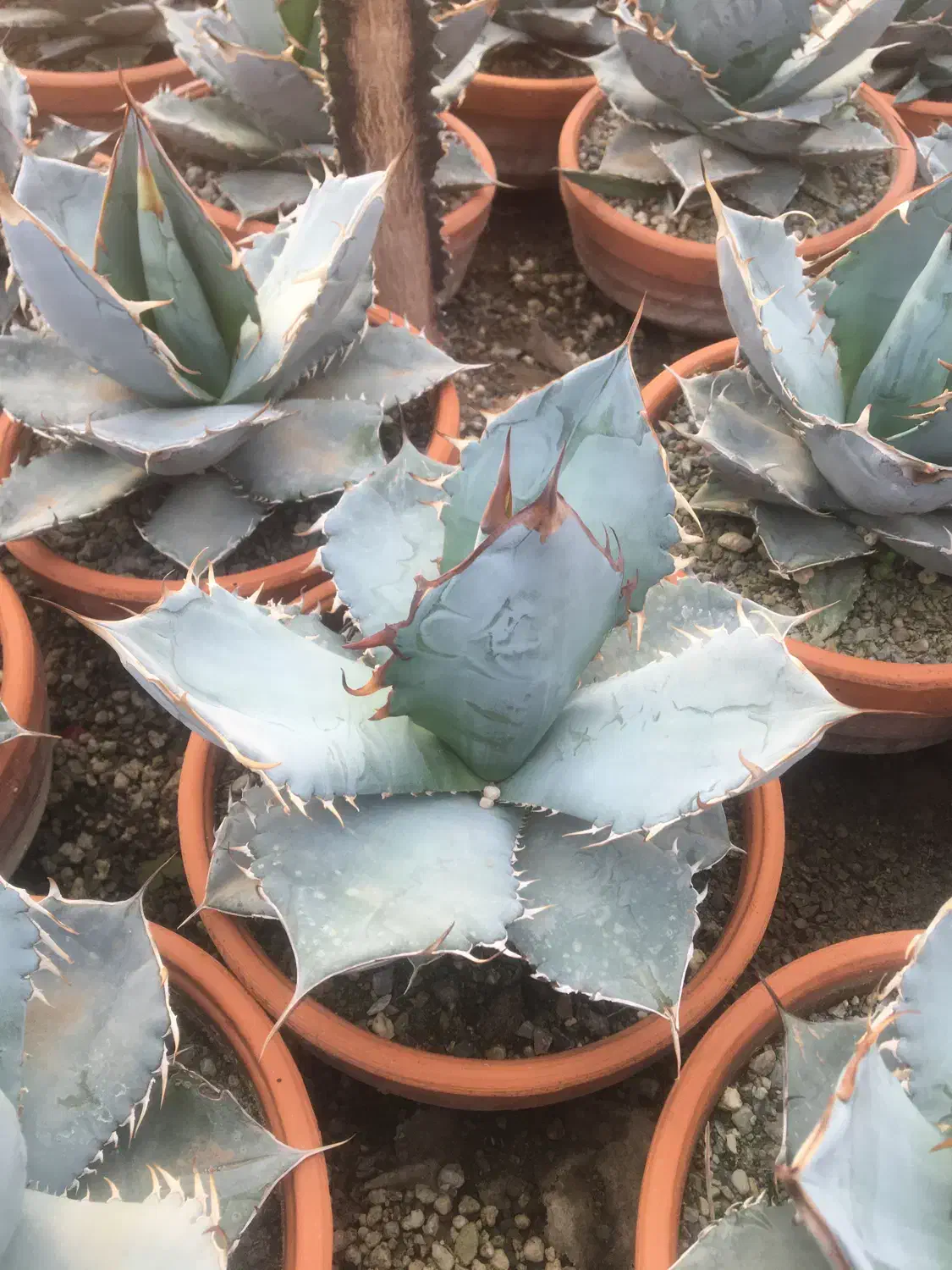 گیاهان اپارتمانی و کلکسیونی|گل و گیاه طبیعی|صفادشت, |دیوار