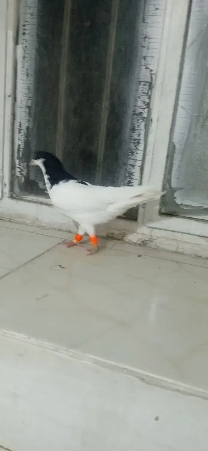 کبوتر|پرنده|نیشابور, فردوس شمالی|دیوار