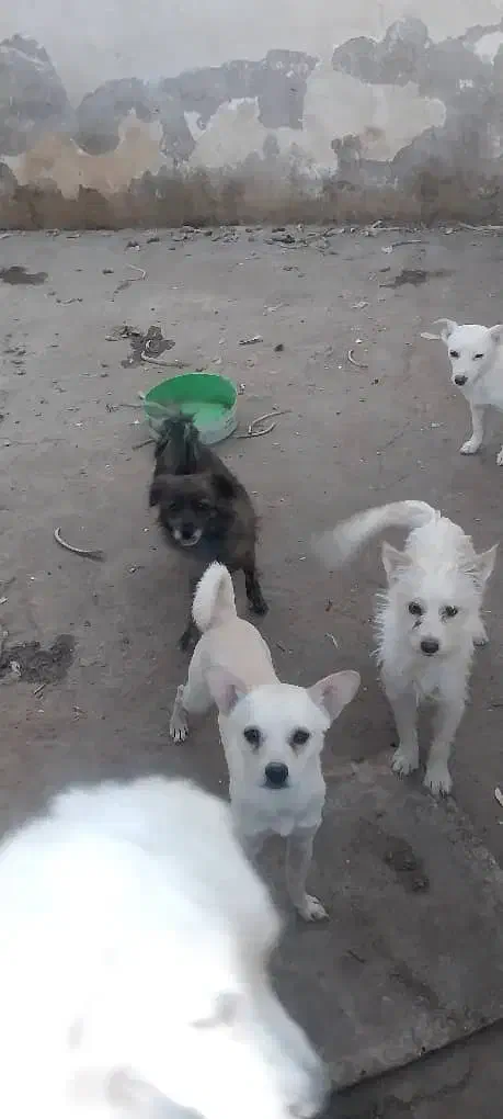 واگذاری انواع پاکوتاه|سگ|یزد, |دیوار