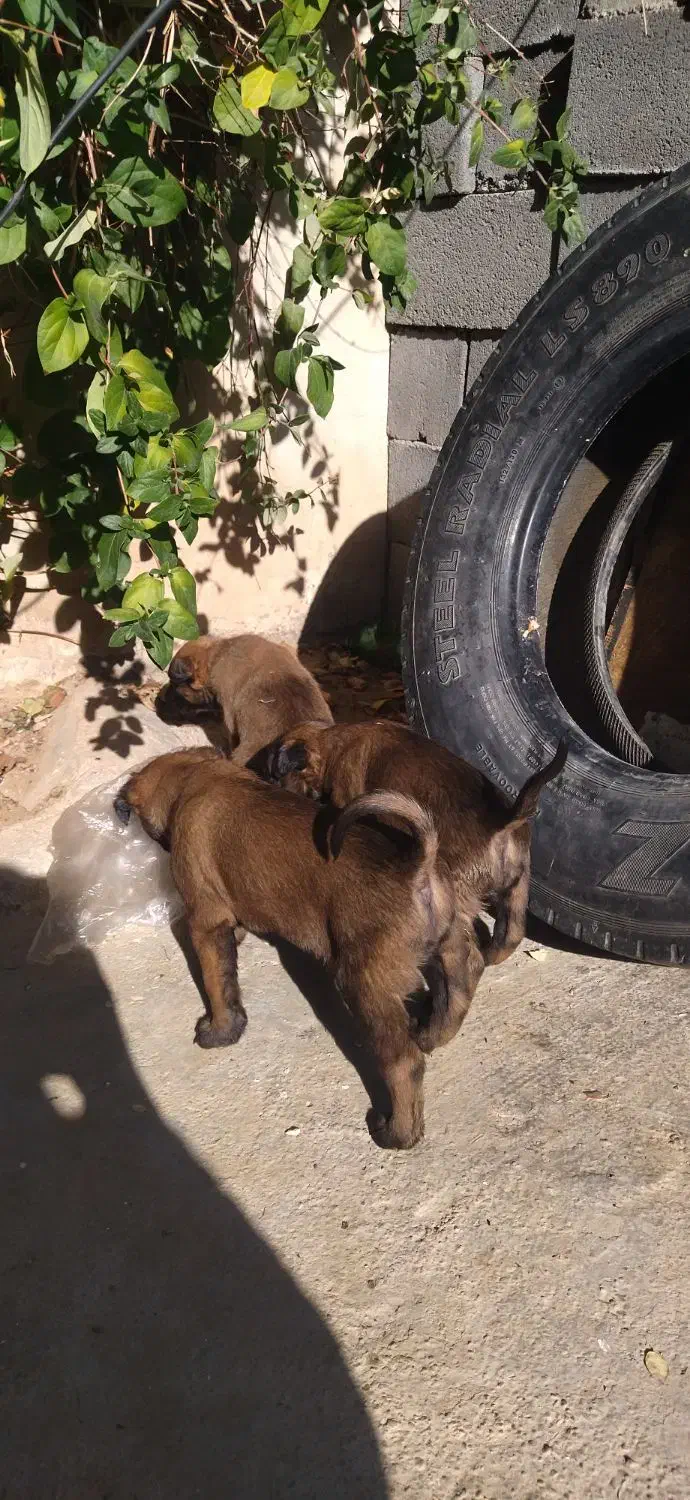 توله بلژیک مالینیو|سگ|سمیرم, |دیوار