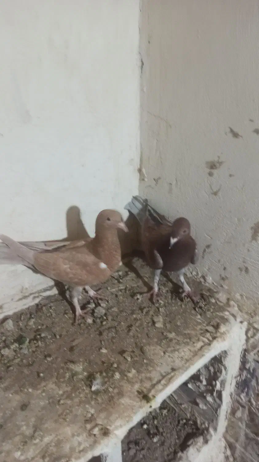 کفتر زرد|پرنده|زهک, |دیوار