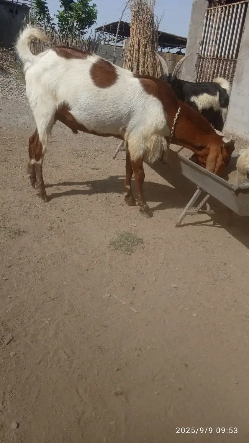 تکه پاکستانی بز آبس|حیوانات مزرعه|گرگان, |دیوار