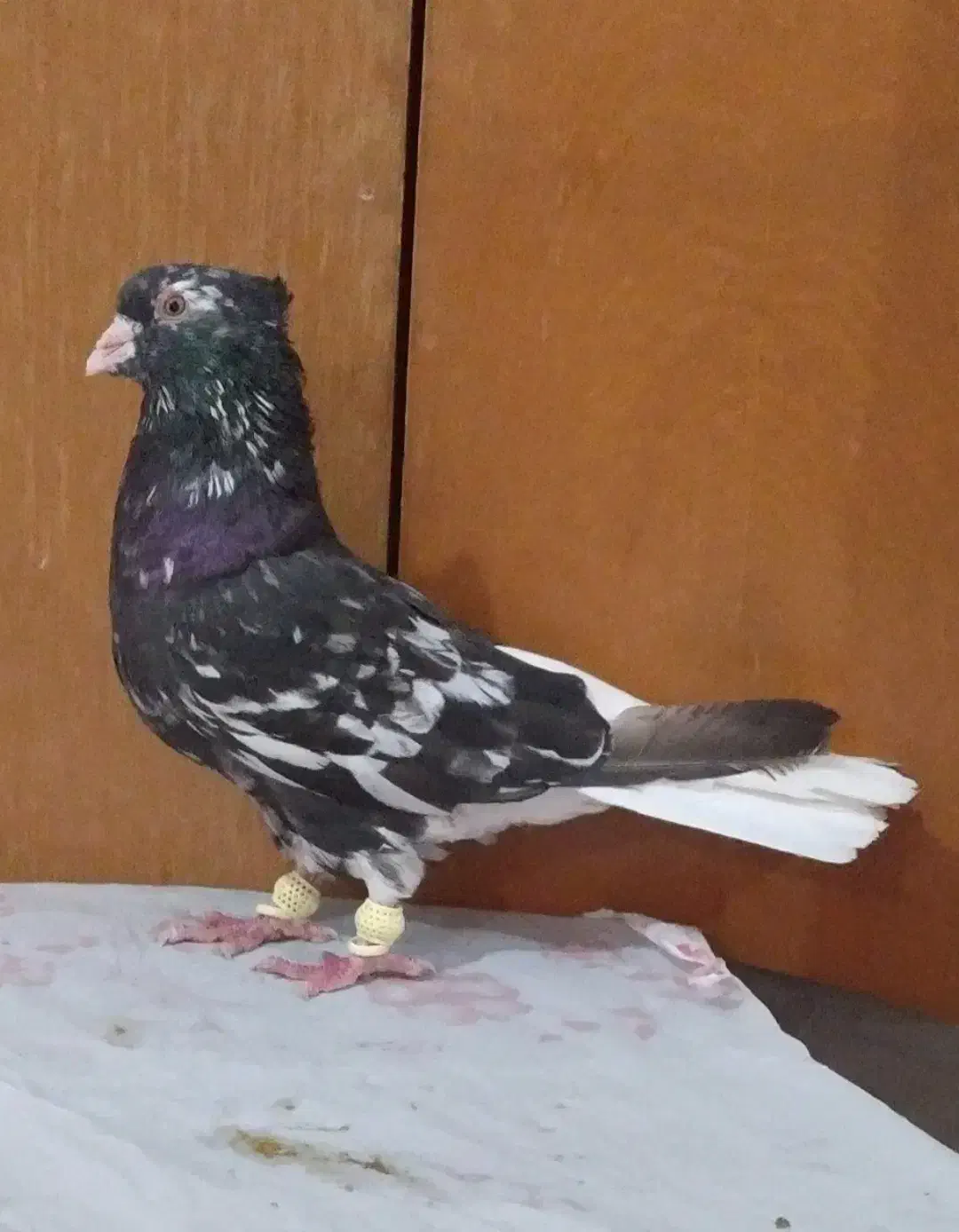 کوهی دم سفیدنرچشم نوک سفید40 سانتی کله قوچی|پرنده|اهواز, شهرک محلاتی|دیوار