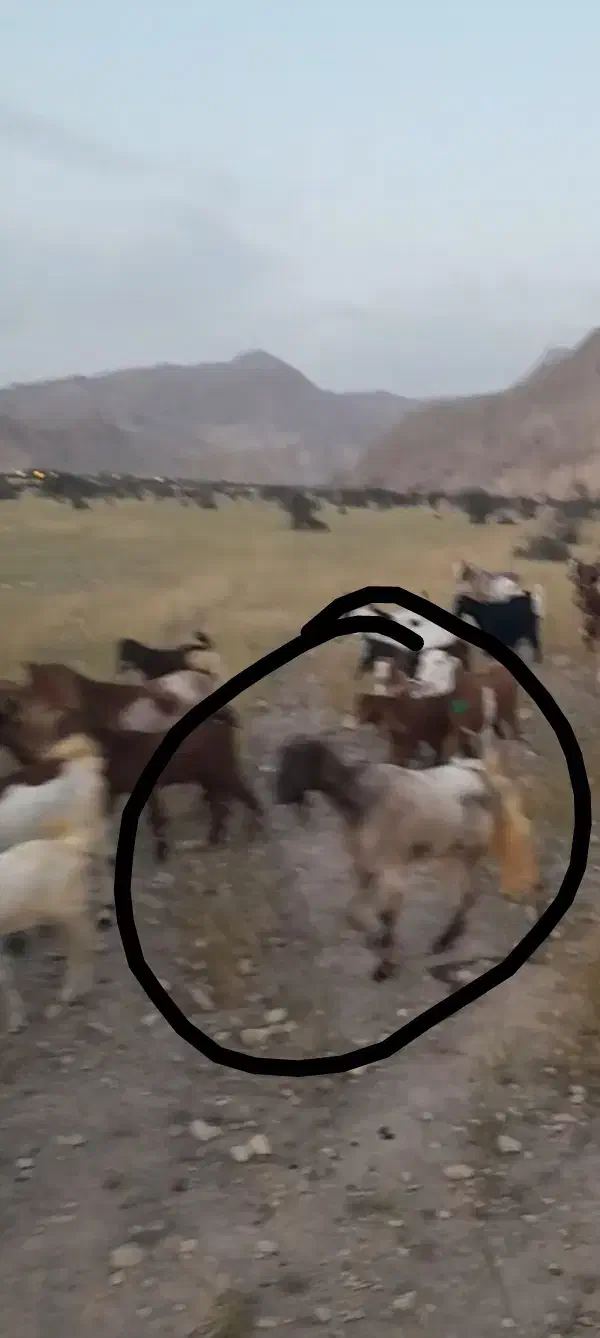 بز و پازن|حیوانات|برازجان, |دیوار