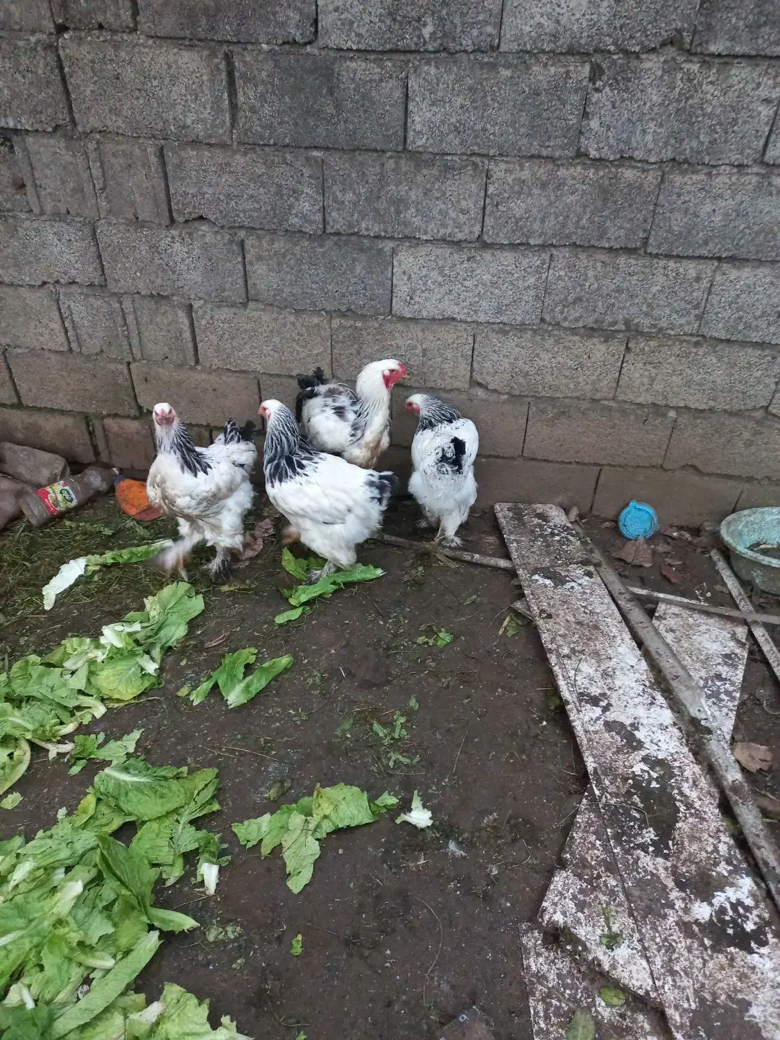 مرغ خروس برهما|حیوانات مزرعه|لاهیجان, لیالستان|دیوار