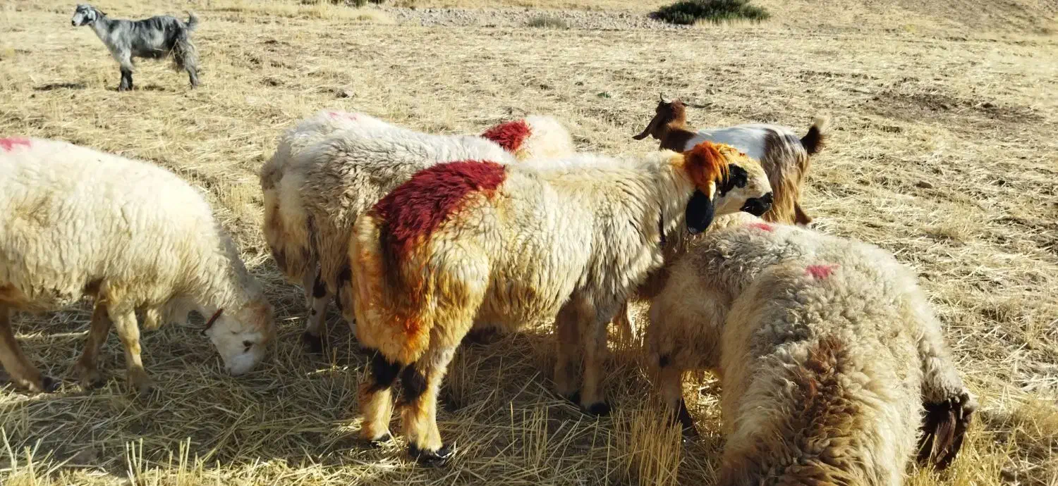 گوسفند قوچ|حیوانات مزرعه|ایوان, |دیوار