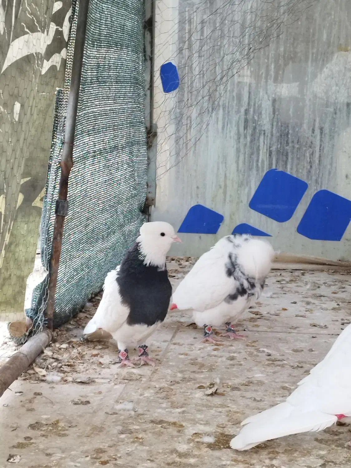 کبوتر جفتی طوقی|پرنده|بجنورد, |دیوار