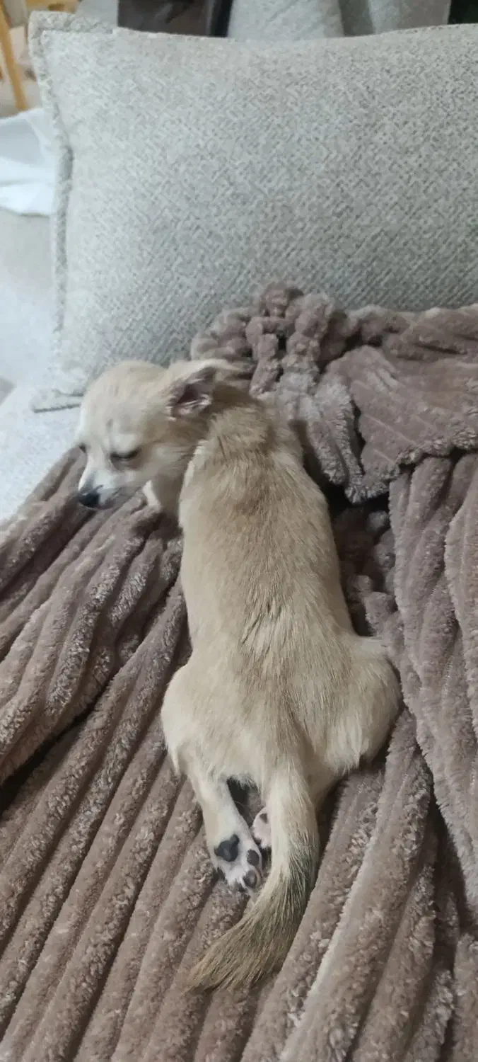 سگ شی هوا هوا ماده|سگ|کرج, اسدآباد|دیوار