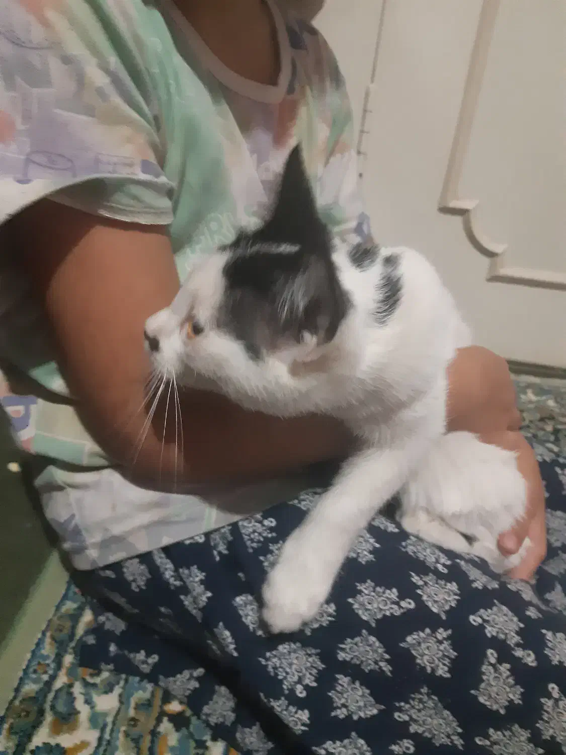 واگذاری گربه مهربان|گربه|قزوین, |دیوار