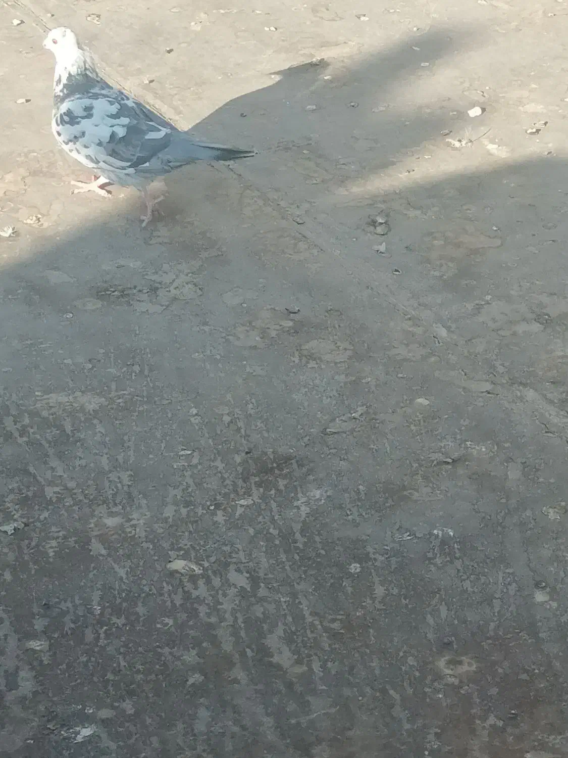 سوسکی پر کش فروشی|پرنده|تربتحیدریه, طالقانی|دیوار