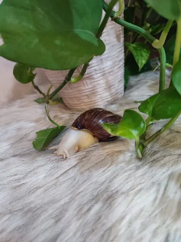 حلزون اچاتینا|خزنده|تهران, فلاح|دیوار