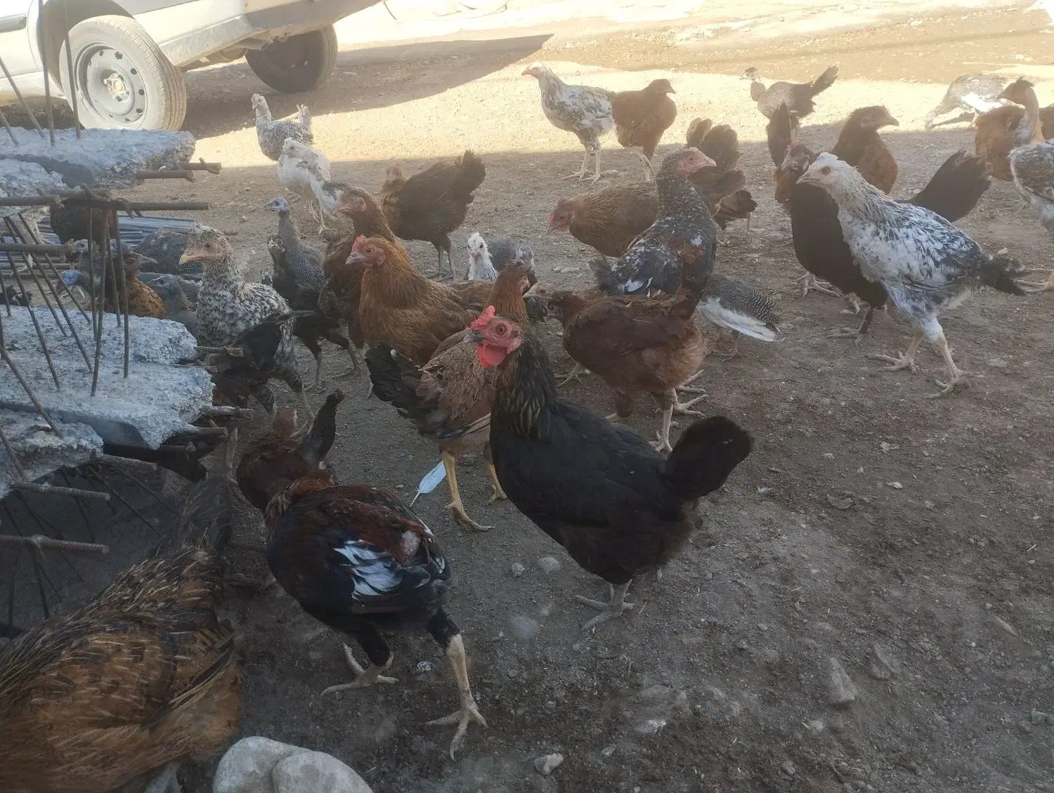 وارگ وکلشیر کوردی|حیوانات مزرعه|حمیل, |دیوار