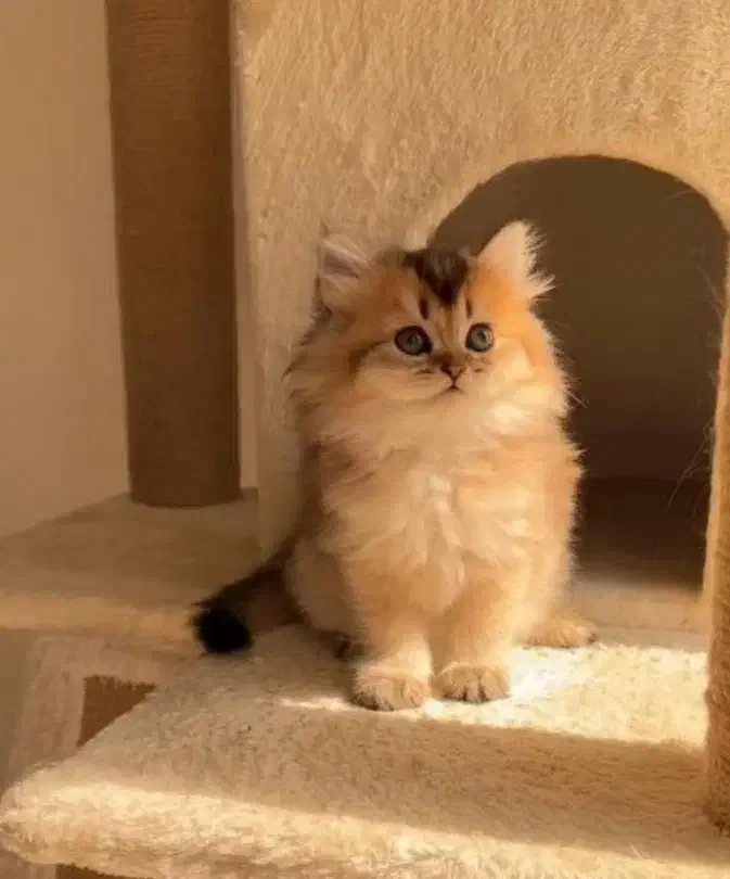 بچه گربه های اصیل در خوزستان|گربه|دزفول, |دیوار