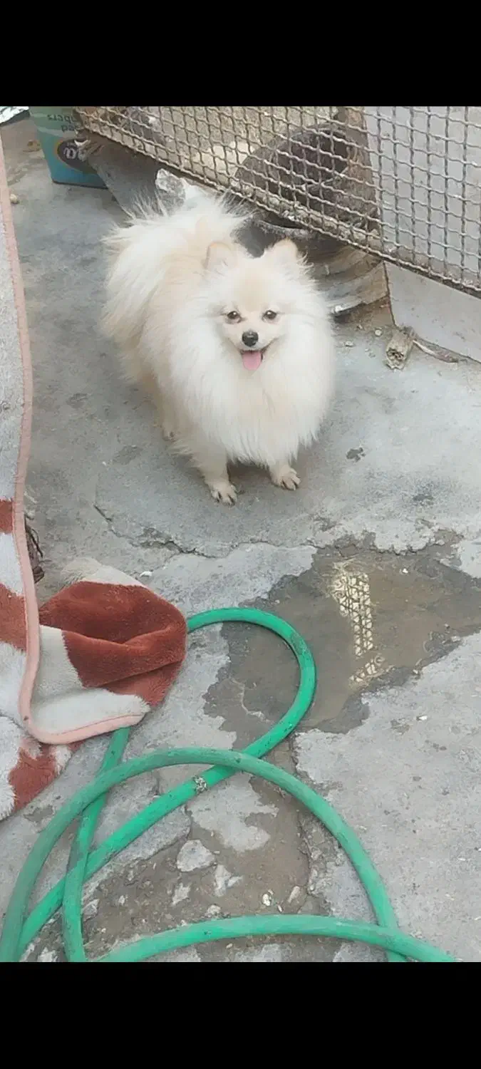 سگ پامر ماده|سگ|بندرعباس, |دیوار