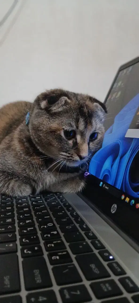 گربه اسکاتیش فولد|گربه|رشت, نظری|دیوار