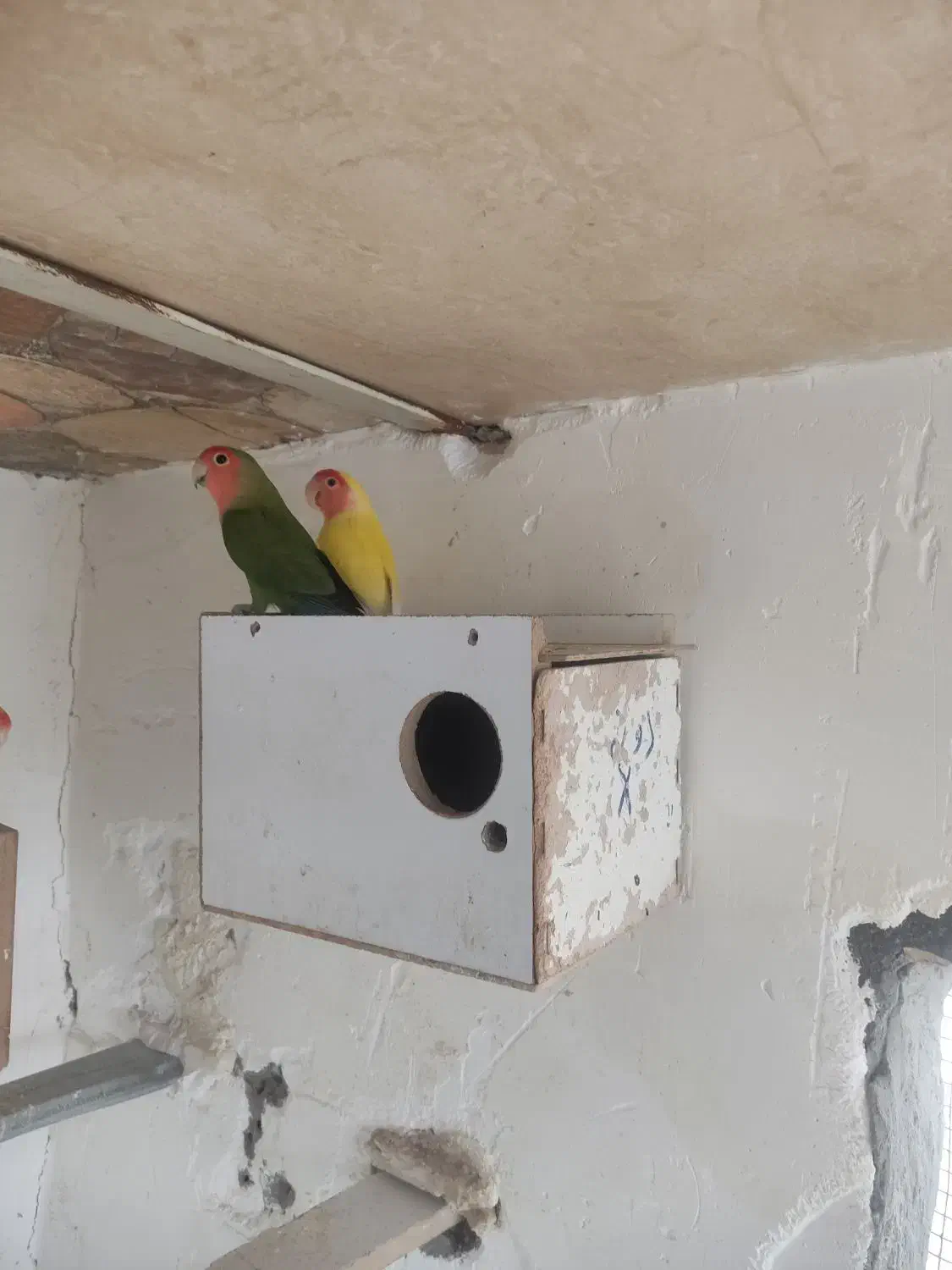 طوطی کتوله|پرنده|سیرجان, |دیوار