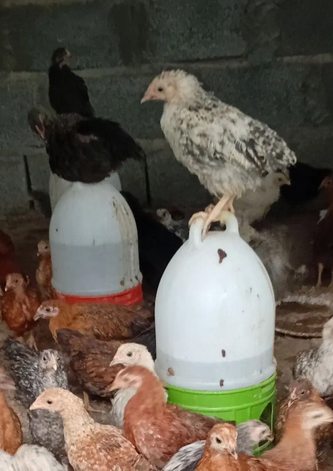 جوجه گلپایگانی|حیوانات مزرعه|جیرفت, |دیوار