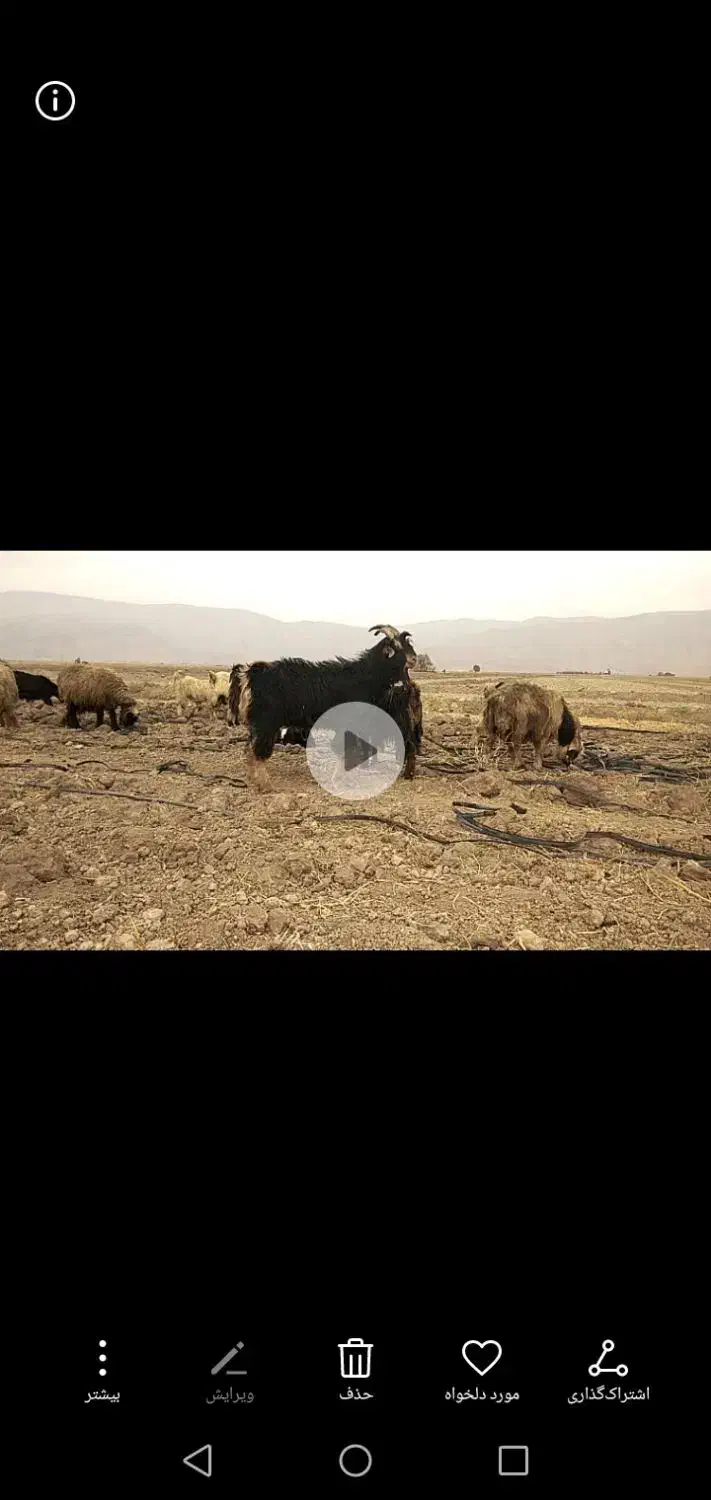 پازن(چپش نر یکسال و نیمه)|حیوانات مزرعه|مرودشت, رودبال|دیوار