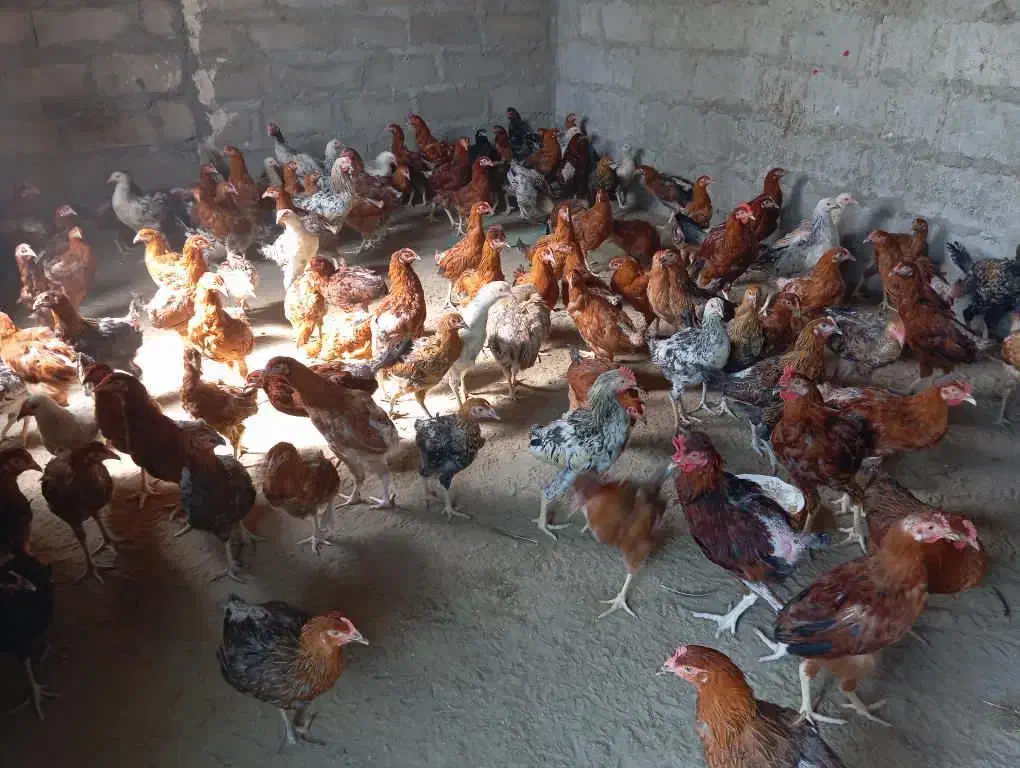 فروش مرغ محلی تک و عمده|حیوانات مزرعه|بمانی, |دیوار