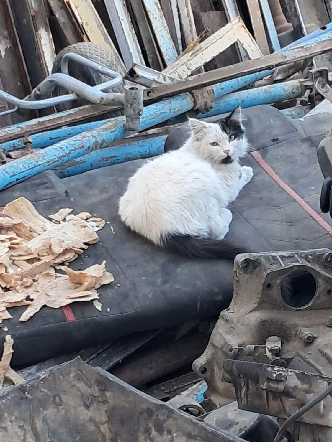 گربه پرشین|گربه|تربتحیدریه, حاجی یار|دیوار