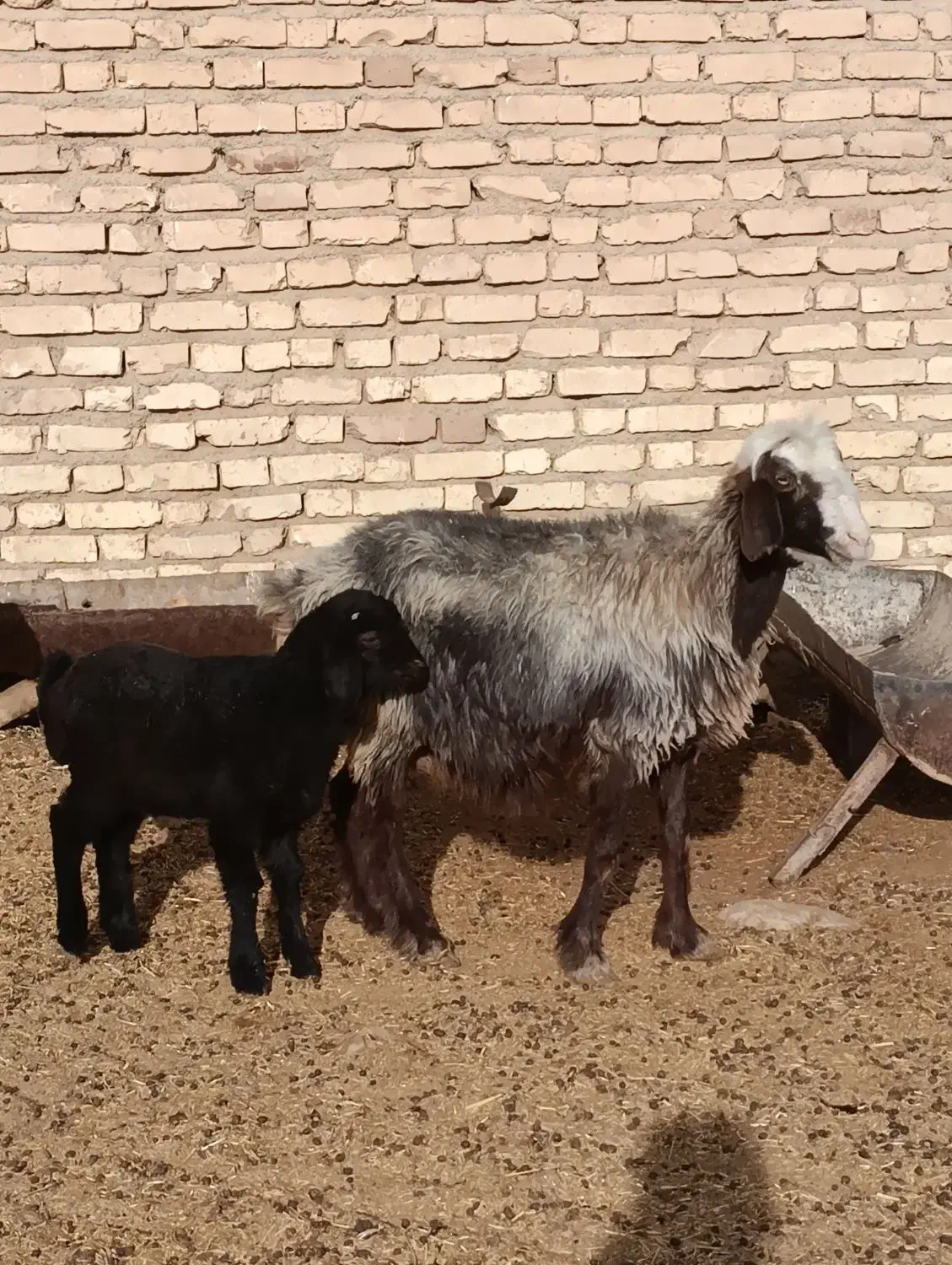 میش بره دار بز ابستن|حیوانات مزرعه|خرامه, |دیوار