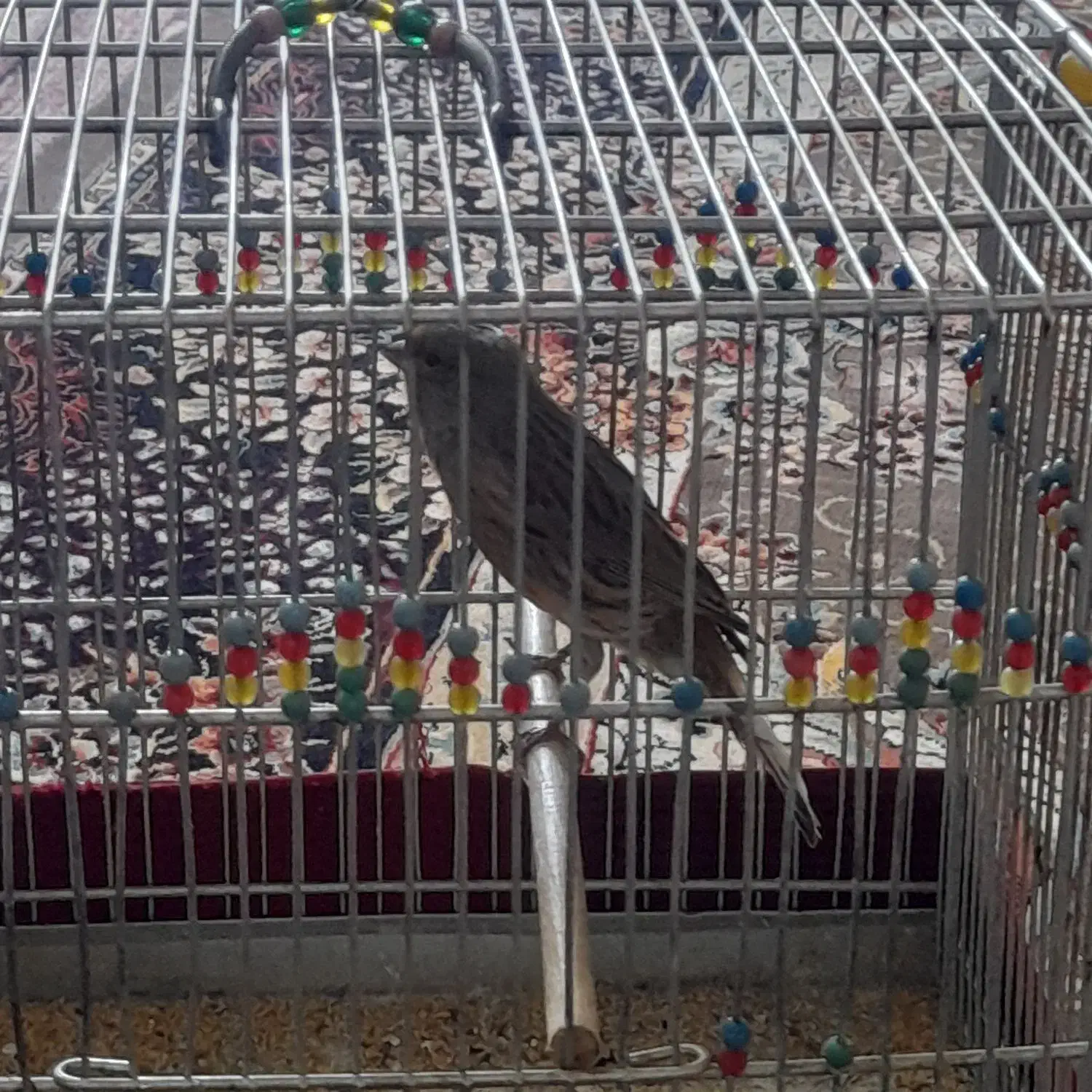 قناری نر|پرنده|صحنه, |دیوار