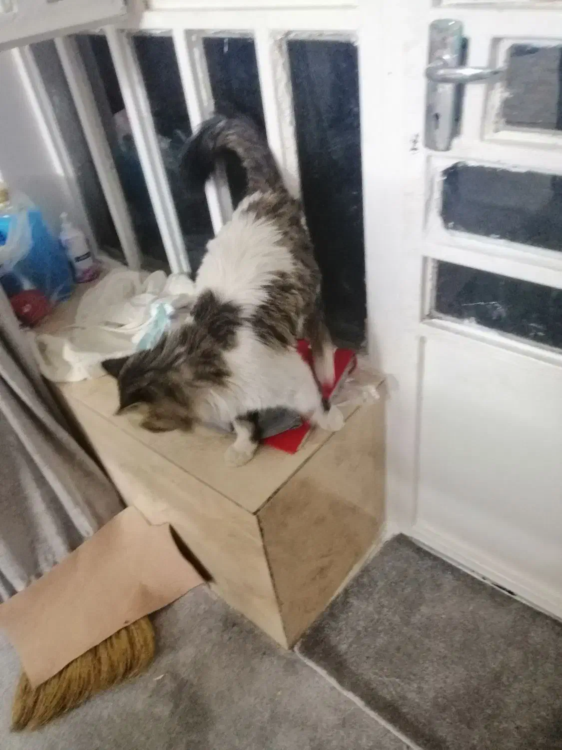 گربه دست اموز|گربه|کازرون, |دیوار