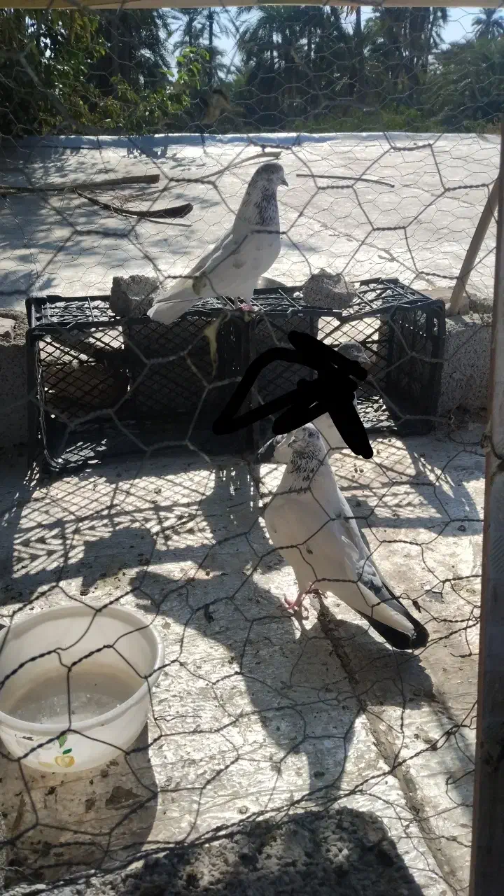 4عددرکفتر پرشی|پرنده|عنبرآباد, |دیوار