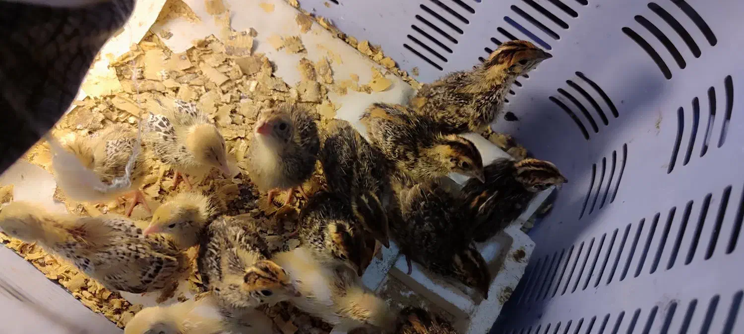 جوجه بلدرچین|حیوانات مزرعه|آزادشهر, |دیوار