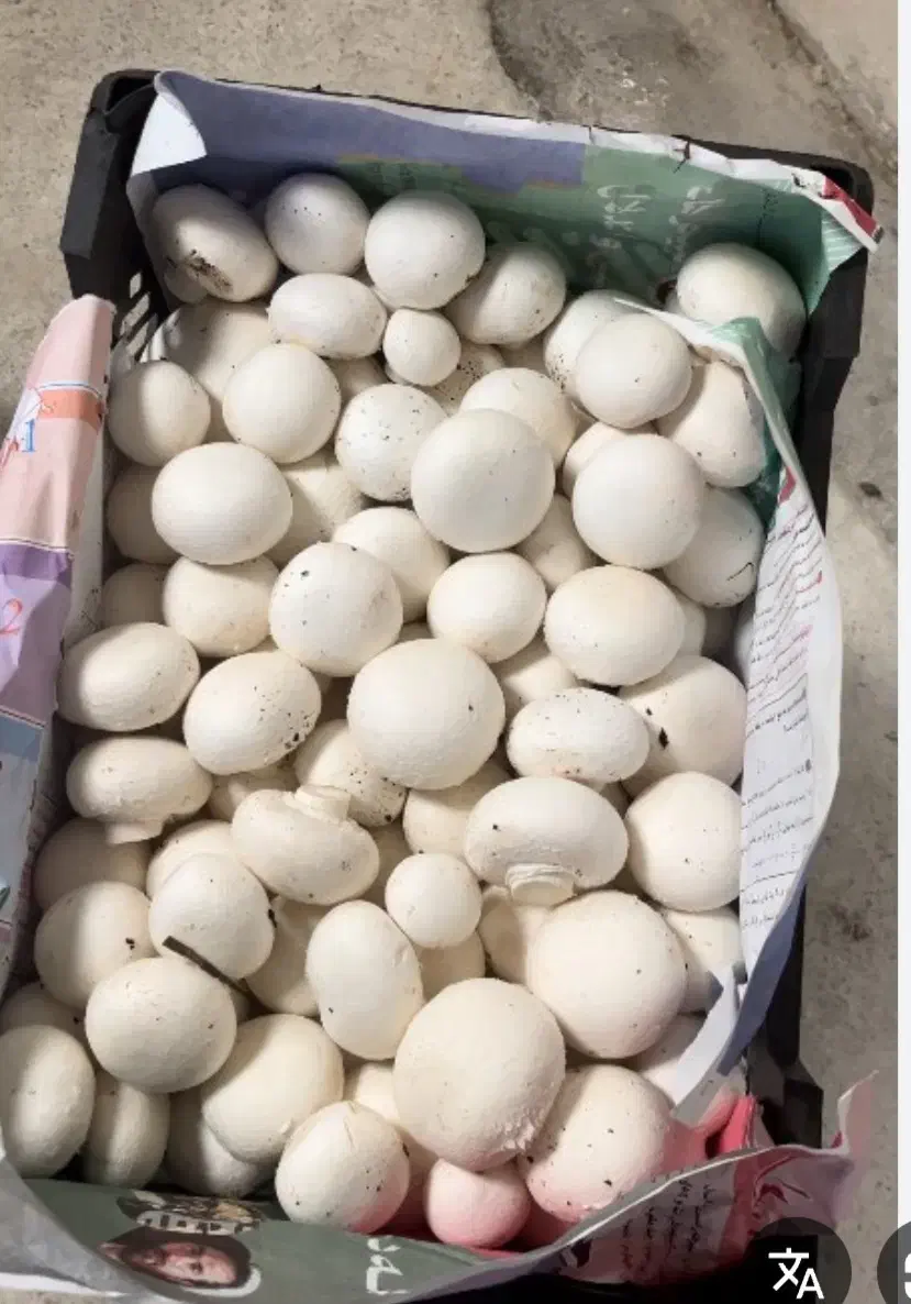 قارچ درجه یک چتر بسته|عمدهفروشی|کوهدشت, |دیوار