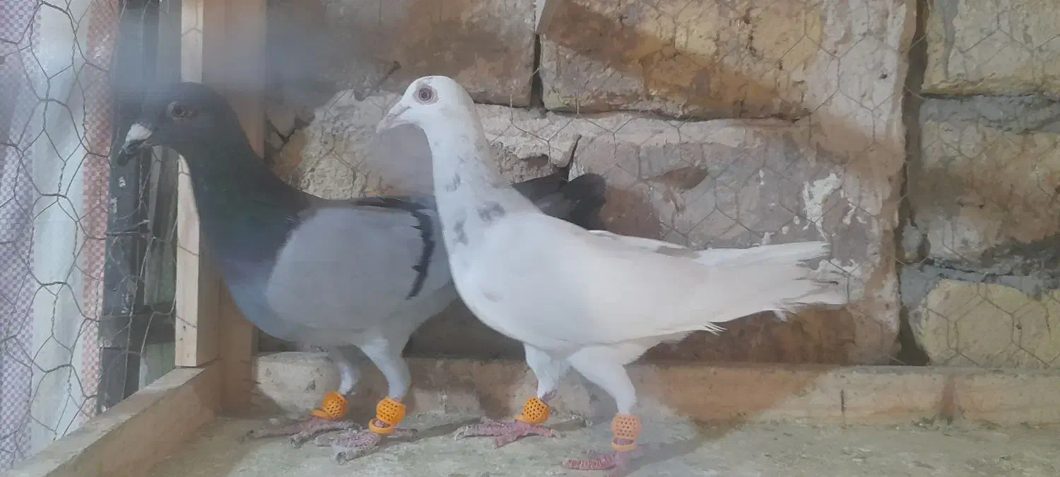 کبوتر نرو ماده خطی|پرنده|الوند, |دیوار