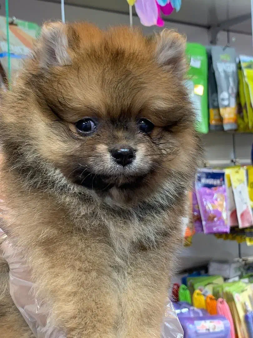 پامرین پرتغالی|سگ|رشت, لاکانی|دیوار